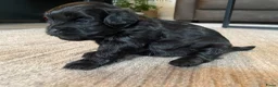 Shihpoo honden te koop: Prachtige shihpoo pups 1 reutje en 4 teefjes - Advertentie 7