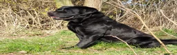 Labrador Retriever honden te koop: Raszuivere zwarte labradorpups - Advertentie 8