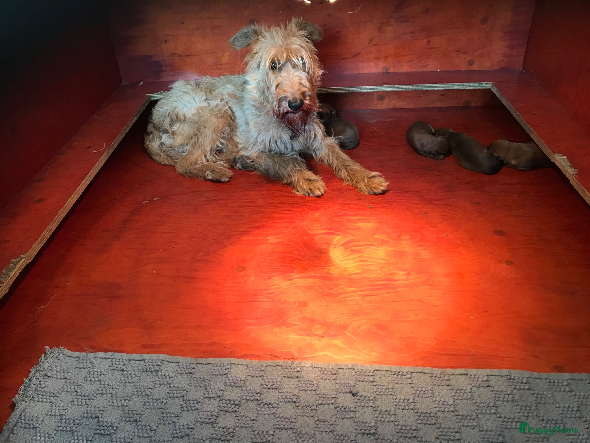 Ierse Terriër honden te koop: Ierse Terriër pups - Advertentie 3