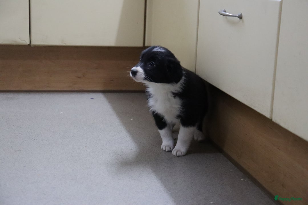Border Collie honden te koop: Super Schattige border collie pups te koop - Advertentie 3