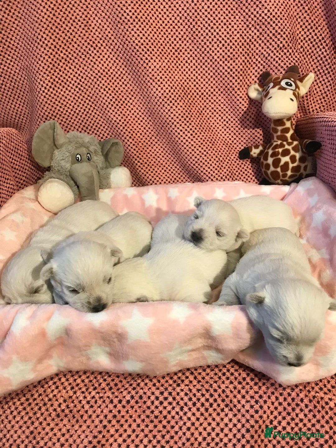 West Highland White Terriër honden te koop: TE KOOP PRACHTIGE WEST HIGHLAND WHITE TERRIËR PUPS - Advertentie 3