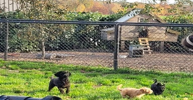 Maltipoo honden prachtige mini doodles - Advertentie 8