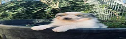 Kruising honden te koop: border collie/autralian shepperd puppy's - Advertentie 6