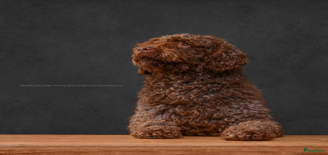 Galerij afbeelding {{count}}