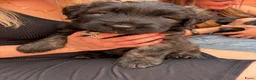 Kruising honden te koop: Bouvier pupjes  in Luyksgestel - Advertentie 5