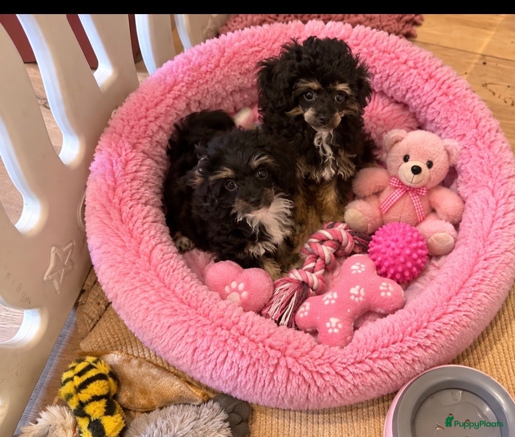 Poedel Toy honden Twee  toy poedel pupjes Black en Tan  - Advertentie 2