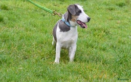 Jack Russel Terriër honden te koop: Jack russel pups (laagbenig) in Baarle-Nassau - Afbeelding 22