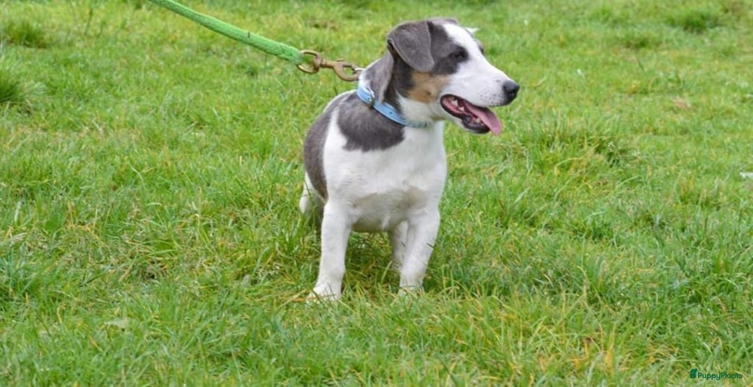 Jack Russel Terriër honden te koop: Jack russel pups (laagbenig) in Baarle-Nassau - Afbeelding 22