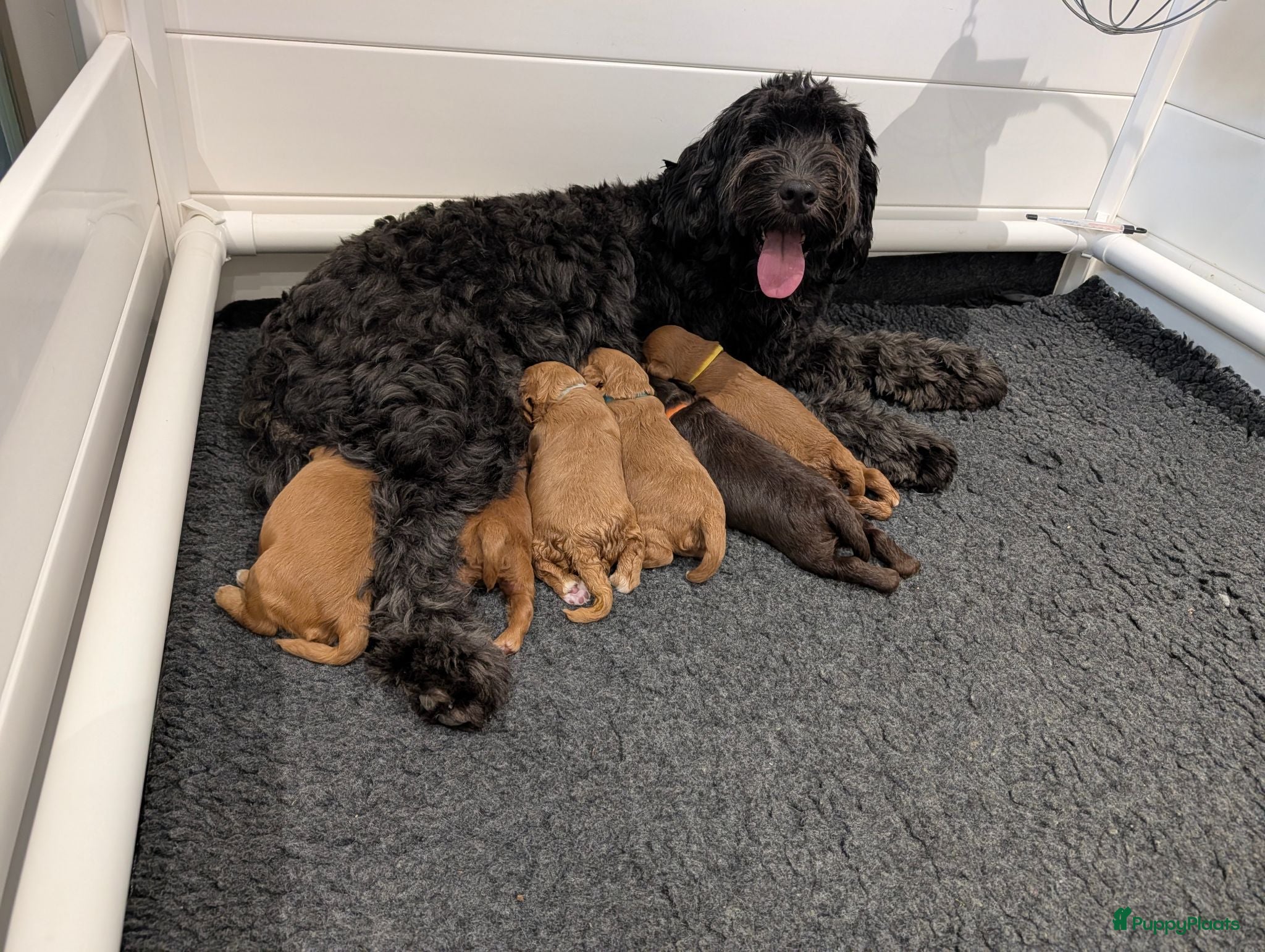 Australian Labradoodle honden Prachtige Australian labradoodle pups - Advertentie 3