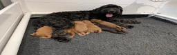 Australian Labradoodle honden te koop: Prachtige Australian labradoodle pups - Advertentie 1