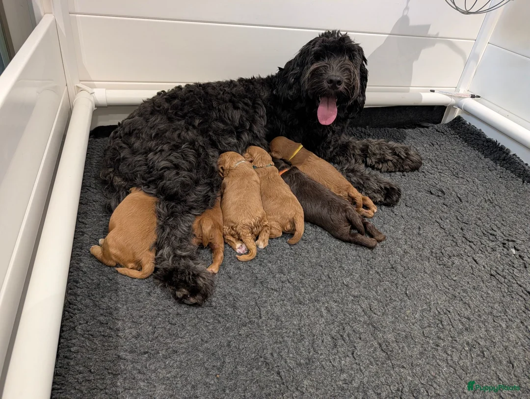 Australian Labradoodle honden te koop: Prachtige Australian labradoodle pups - Advertentie 1