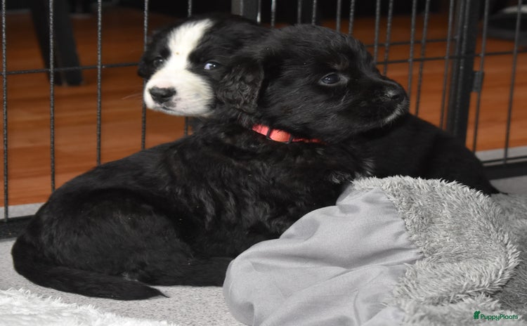 Kruising honden - Advertentie 2