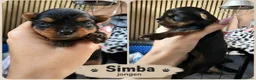 Yorkshire Terriër honden te koop:   Yorkshire Terrier pups – voor reservering‼️1‼️ 2 - Advertentie 6