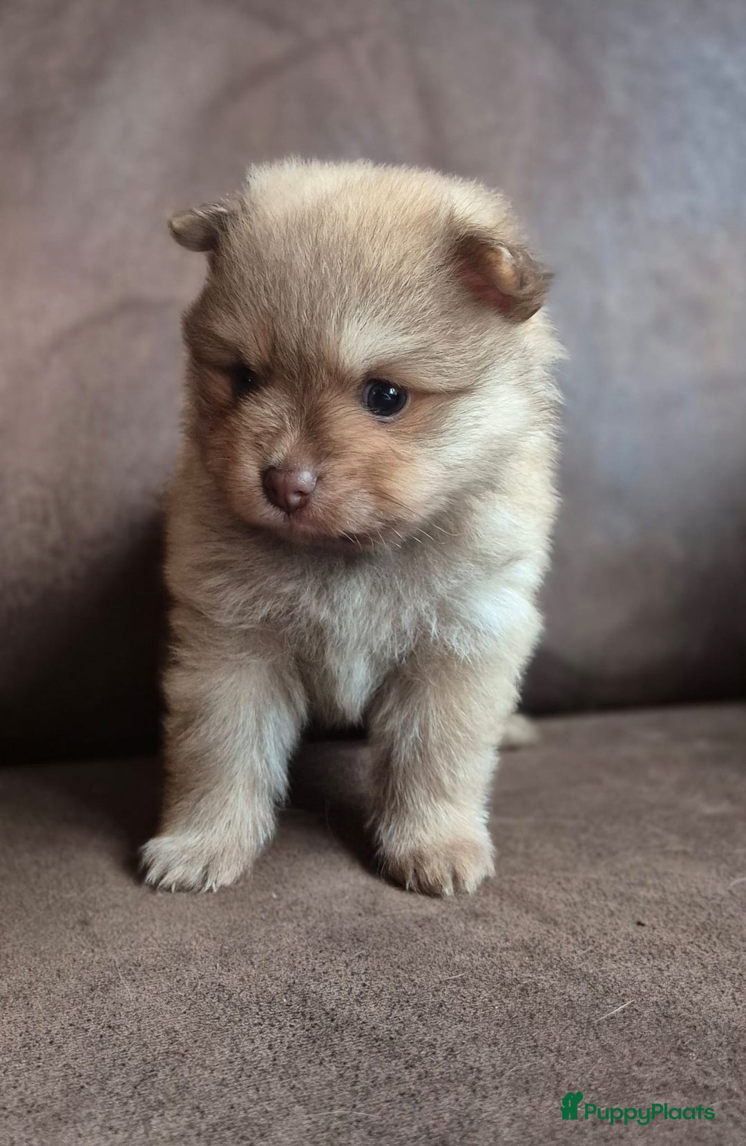 Pomchi honden te koop: Prachtige luxe pommeriaan pups - Advertentie 33
