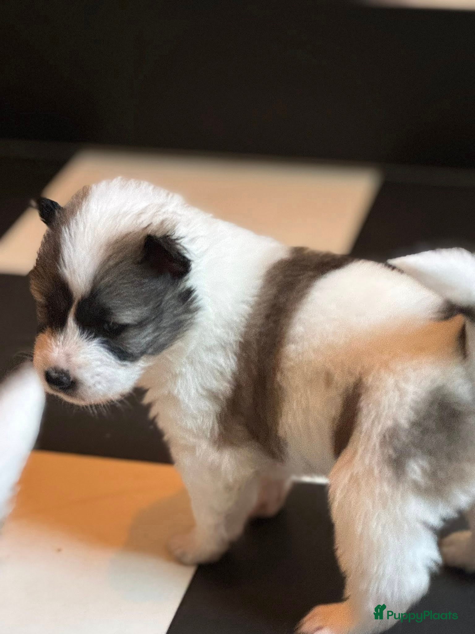 Thai Bangkaew Dog honden Thai Bangkaew Dog puppies - Advertentie 1