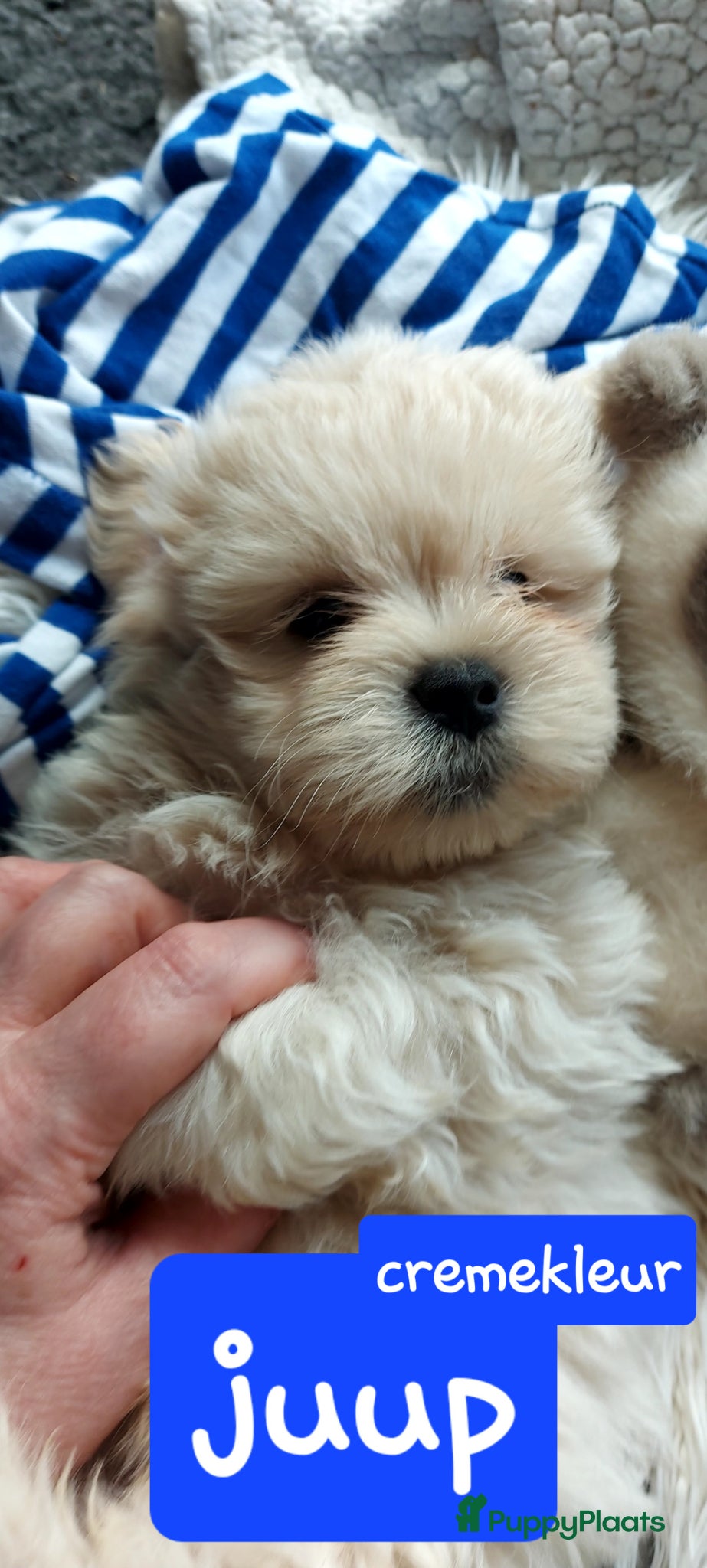 Kruising honden Boomer pups bijna 8 weken oud - Advertentie 1