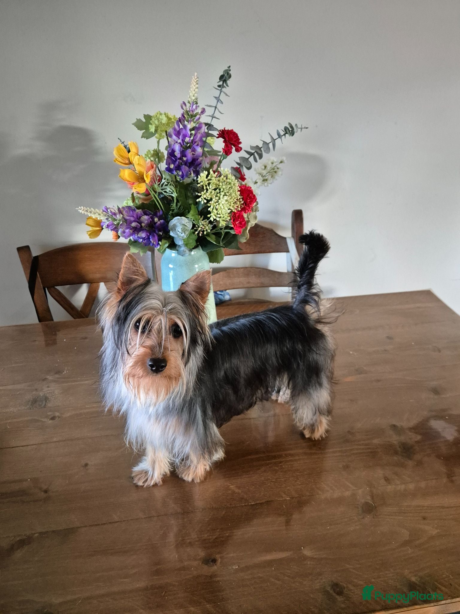 Australische Silky Terriër honden Austrailian silky terrier pups - Advertentie 1