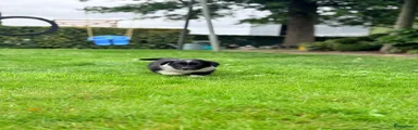 Australian Shepherd 3