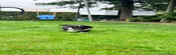 Australian Shepherd honden te koop: Australian Shepherd - Advertentie 26