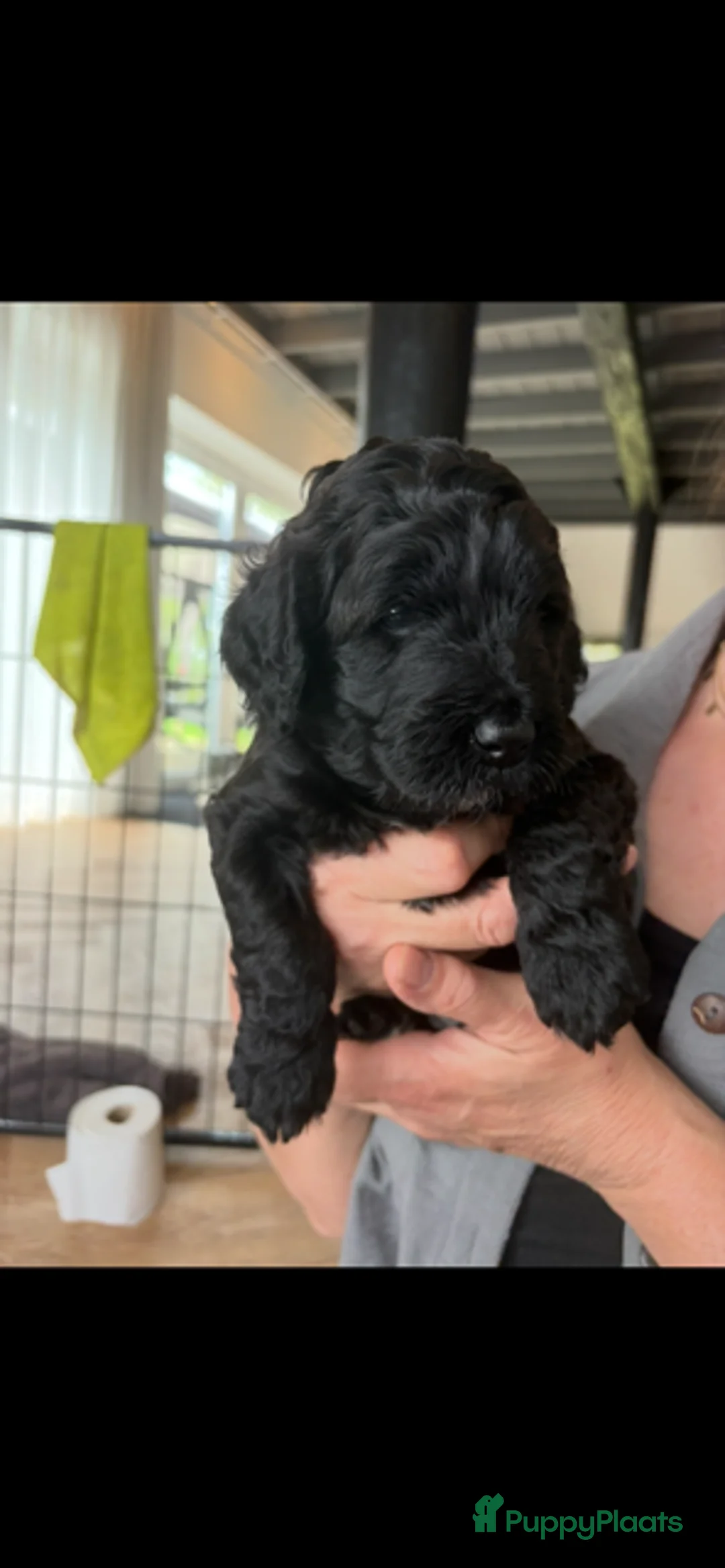 Labradoodle honden te koop: Hele lieve labradoodle pups! - Advertentie 1