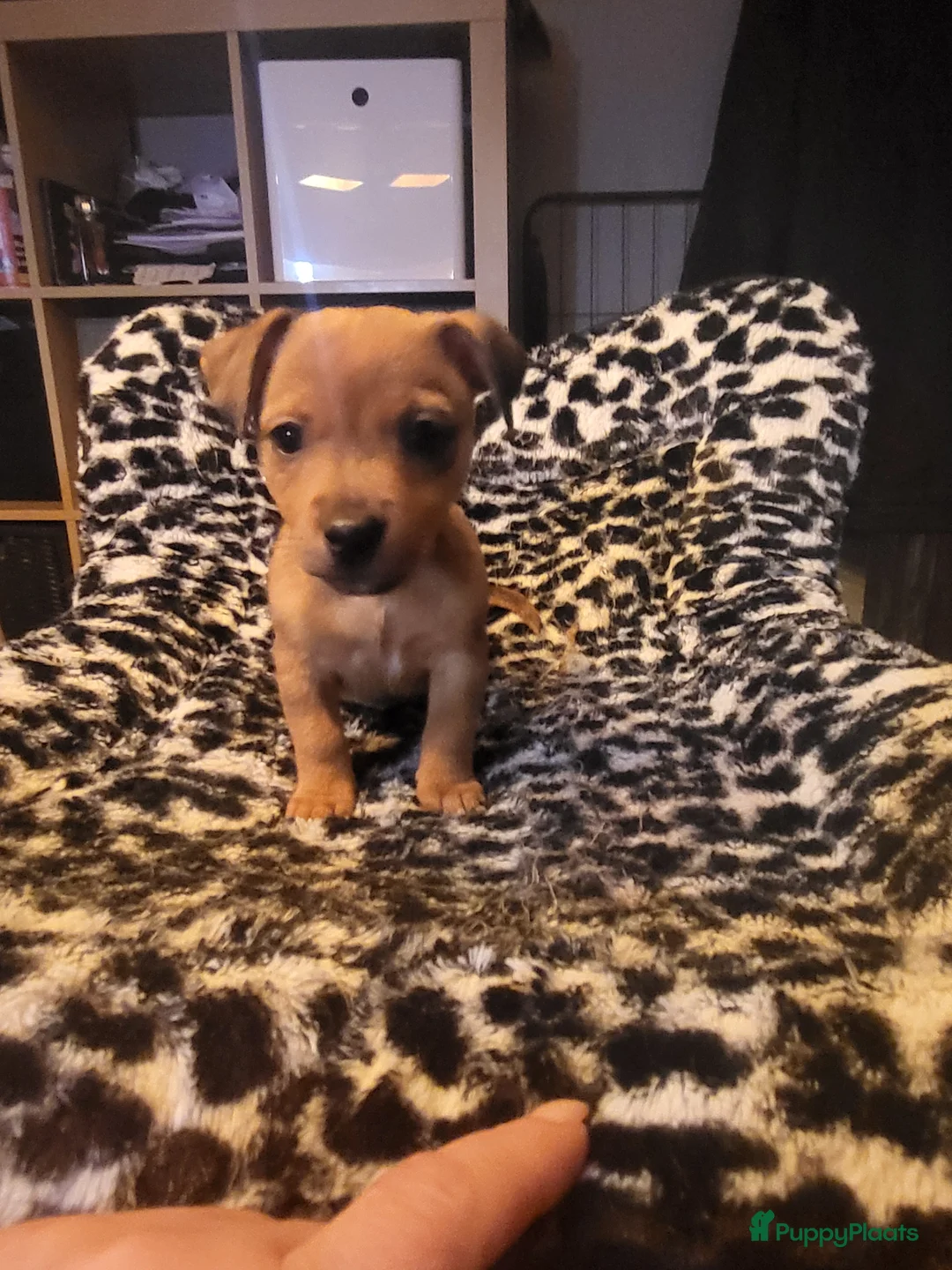 Jack Russel Terriër honden te koop: mini jackrussel pups - Advertentie 3