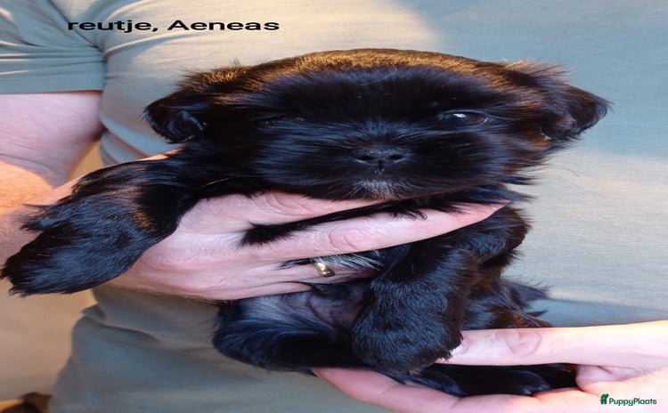 Shih Tzu honden - Advertentie 2