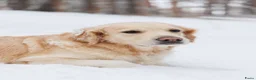 Golden Retriever honden te koop: Golden Retriever pups beschikbaar - Advertentie 4