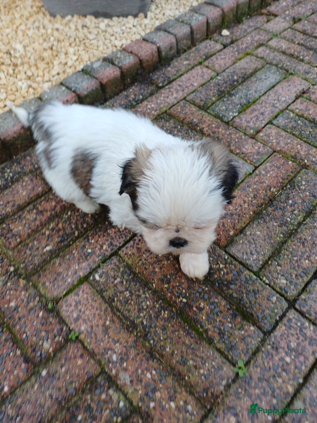 Shih Tzu honden te koop: leuke lieve ras zuiver shih tzu pups - Advertentie 19
