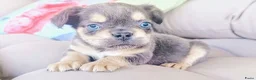 Franse Bulldog honden te koop: Franse bulldog pups - Advertentie 11