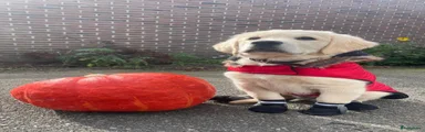 Golden Retriever 1