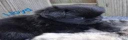 Kruising honden te koop: Prachtig Shiranian F1 pup reu shih tzu x pomeriaan - Advertentie 7