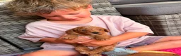 Cockapoo honden te koop: Cockapoo pups in Wanroij - Advertentie 3