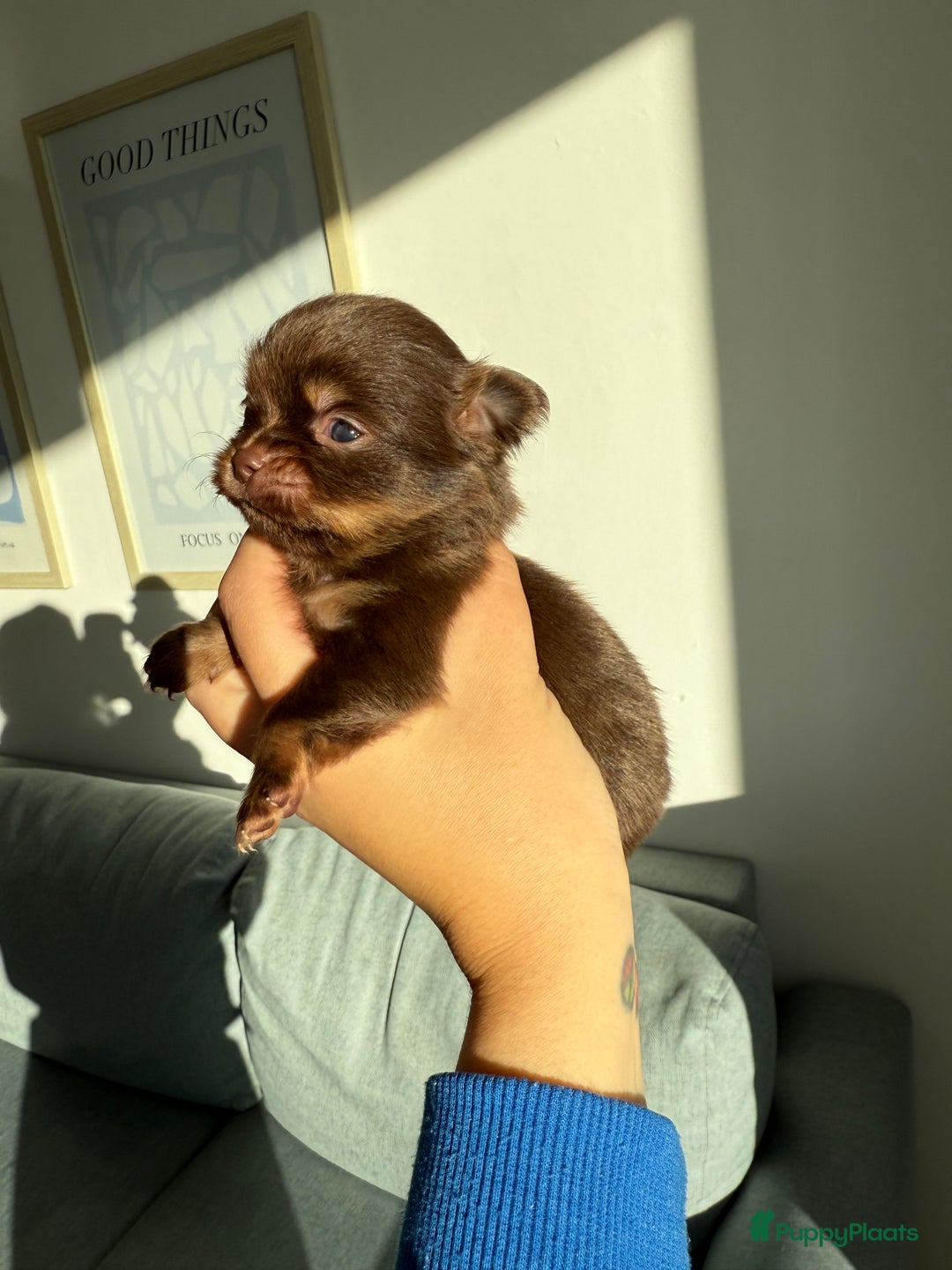 Chihuahua honden te koop: Chihuahuas pups - Advertentie 3