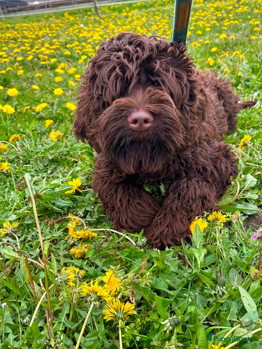 Labradoodle honden te koop: Nina is op date geweest met pepijn - Advertentie 2