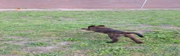Kruising honden te koop: Rottweiler x RottweilerxBullyXL - Advertentie 8