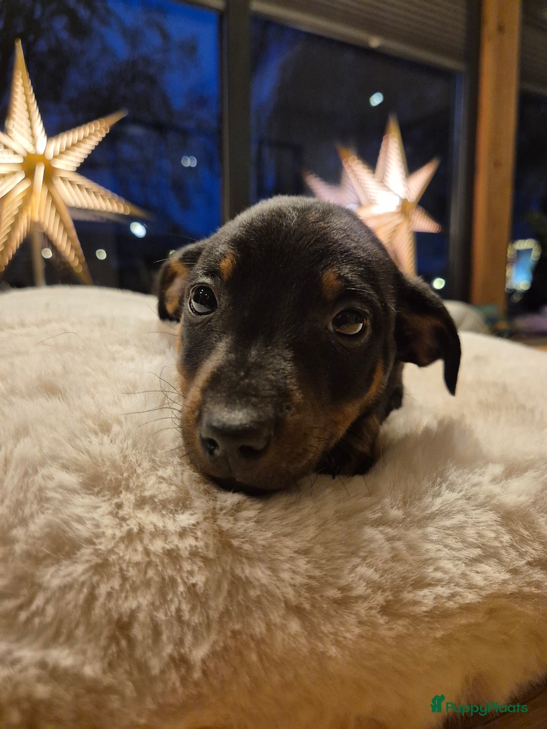 Jack Russel Terriër honden te koop: JACK RUSSEL PUPS - Advertentie 12