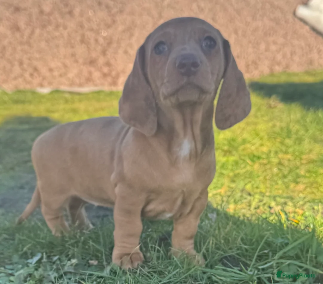 Teckel (korthaar)  honden te koop: teckel teefje in huis opgevoed ouders aanwezig  - Advertentie 2