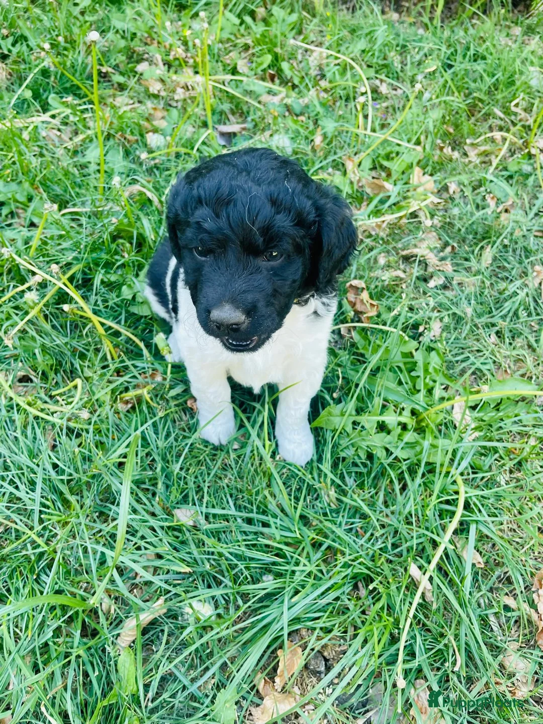 Friese Stabij honden te koop: Friese stabij pups - Advertentie 2