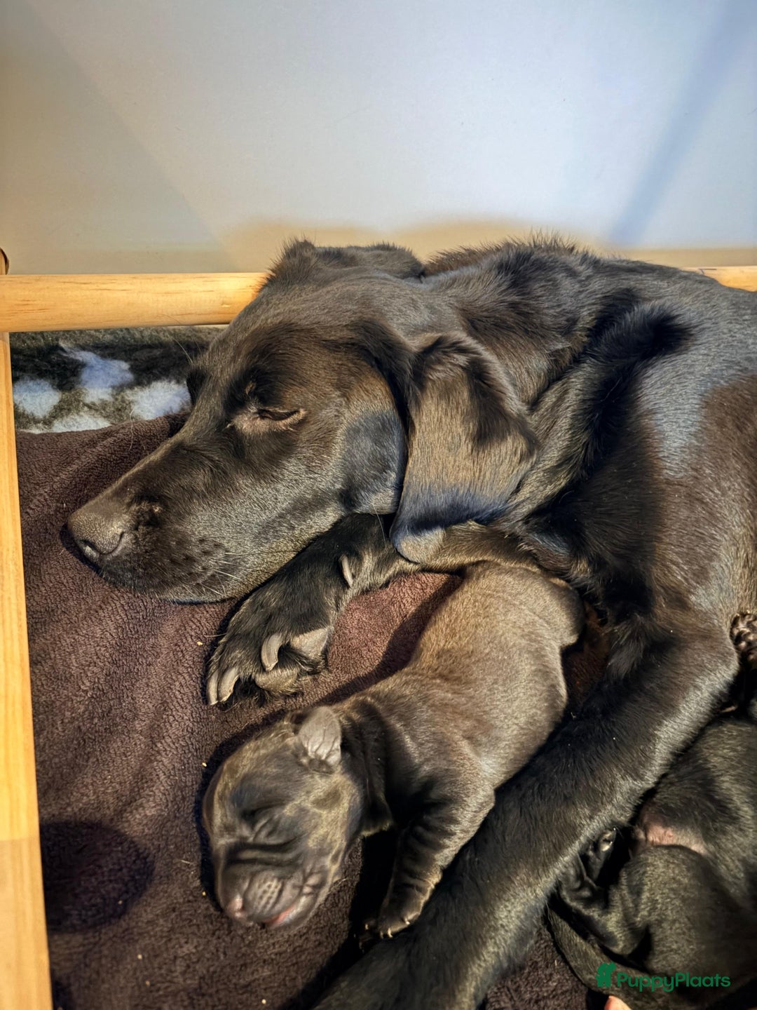 Labrador Retriever honden te koop: Labrador pups - Advertentie 3