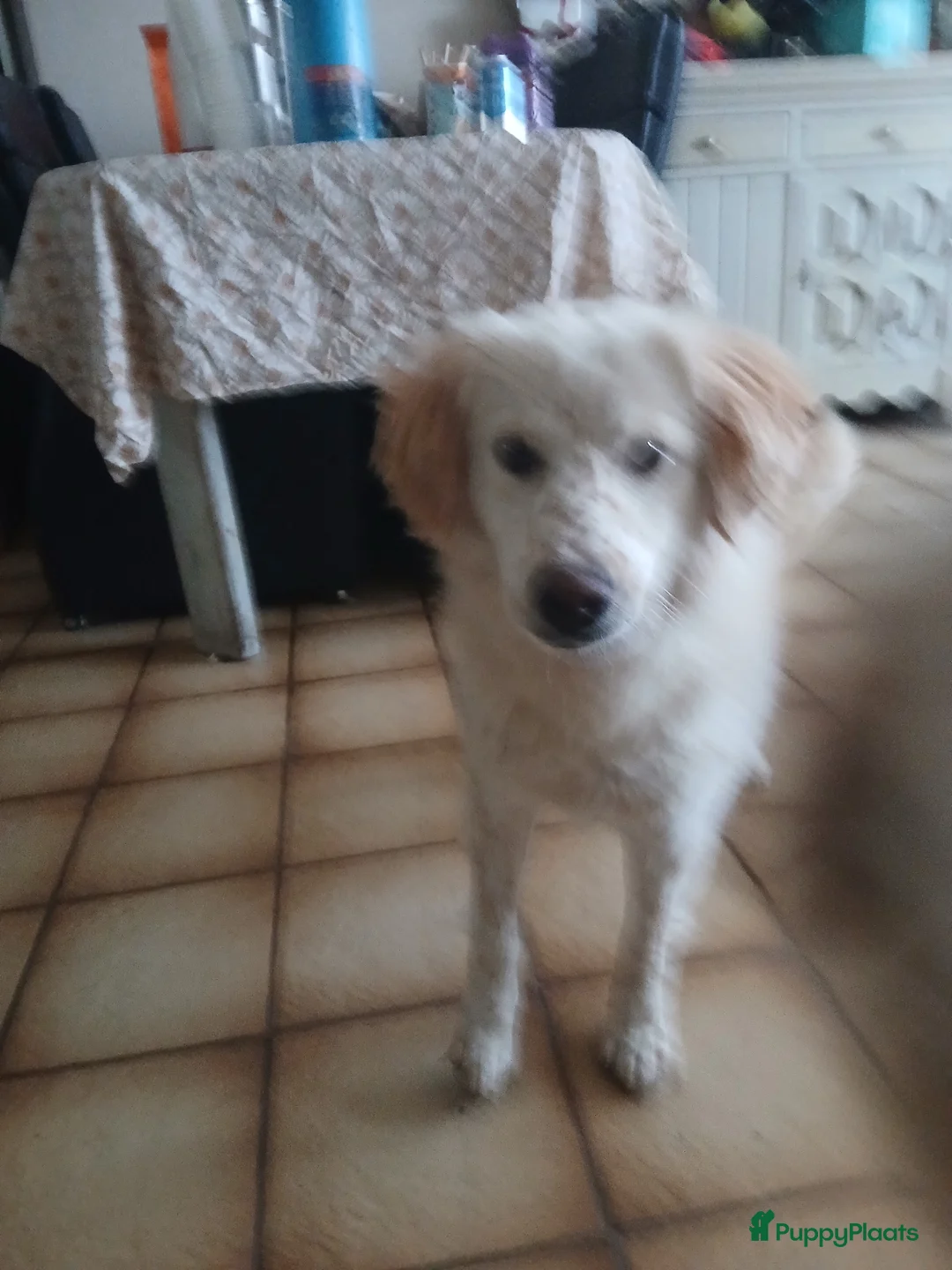 Kruising honden te koop: Deze italiaanse zusjes zoeken baasjes - Advertentie 1