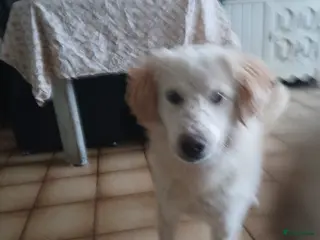 Kruising honden Deze italiaanse zusjes zoeken baasjes - Advertentie 13