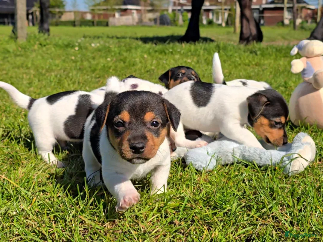 Jack Russel Terriër honden te koop: 🥰 5 Prachtige Jack Russel pups! 🐶 - Advertentie 2