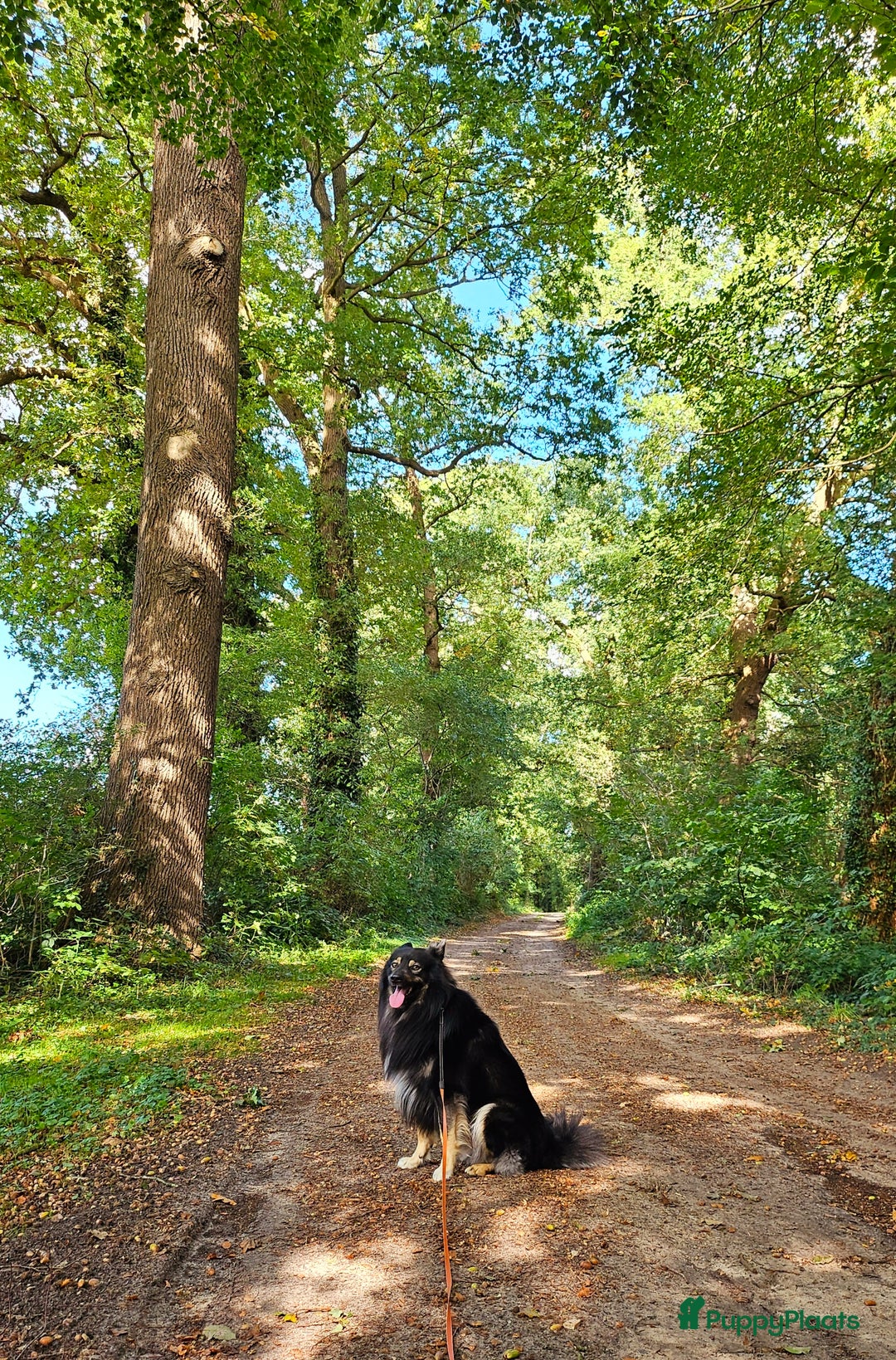 Kruising honden ter dekking: Unieke Dekreu aangeboden in Almelo - Afbeelding 4