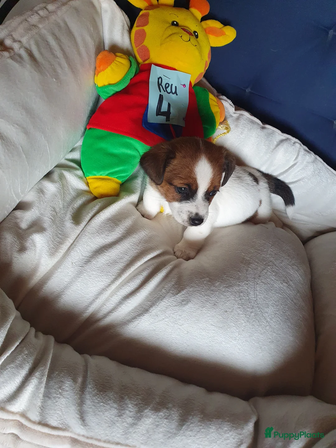 Jack Russel Terriër honden te koop: Speelse gezonde RASZUIVER JACK RUSSELpups LAAGBEEN - Advertentie 2