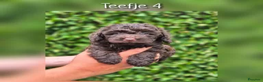Teefje 4