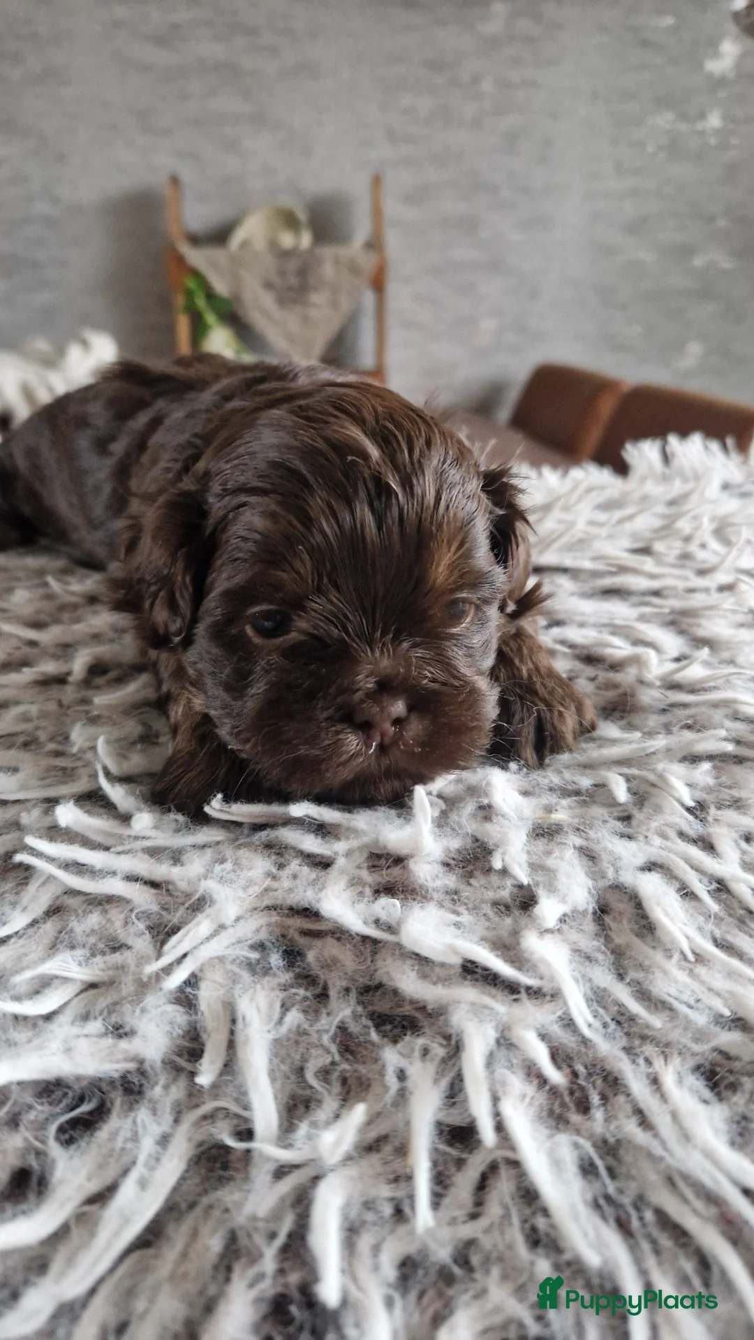 Shih Tzu honden te koop: Mooie shih tzu pups - Advertentie 17