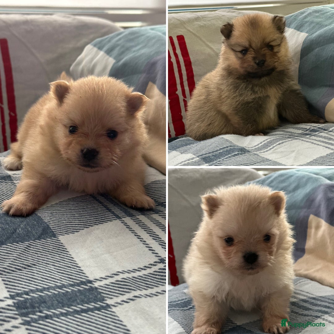 Pomeriaan honden te koop: Pomeriaan puppy’s  - Advertentie 10