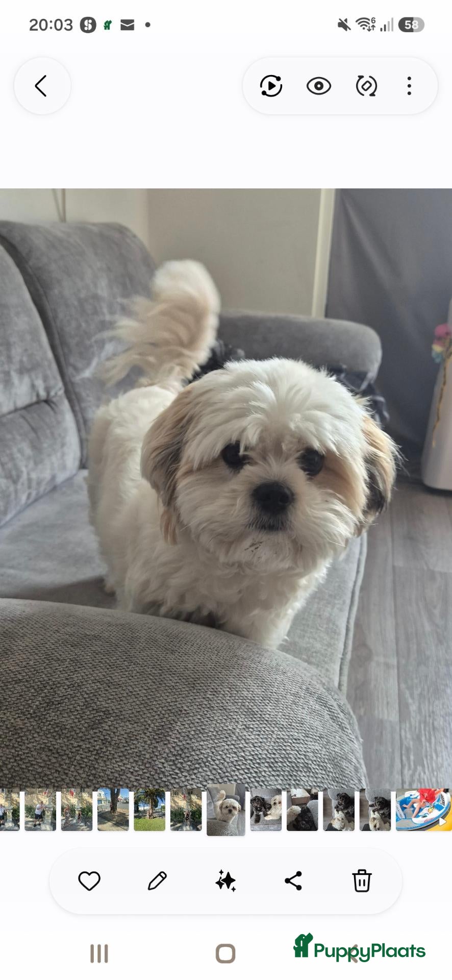 Boomer honden Boomer pupjes - Advertentie 2