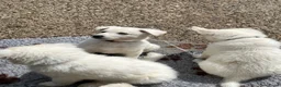 Zwitserse Witte Herdershond honden te koop: Zwitserse witte herder pups - Advertentie 7