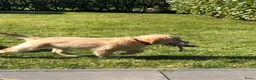 Golden Retriever honden te koop: Lieve pups  - Advertentie 6